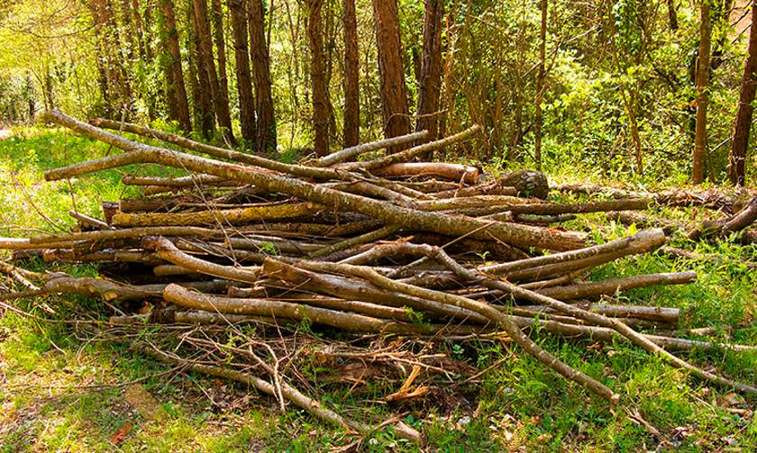 В тюрьму за сбор валежника