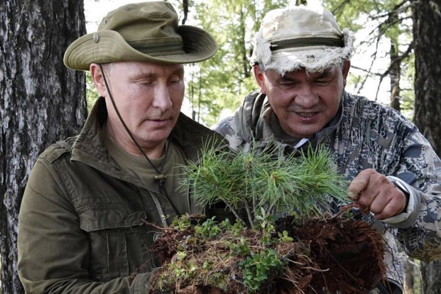 Нужно больше пней