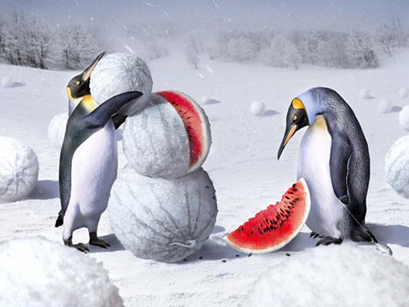 Дыни и арбузы в Арктике